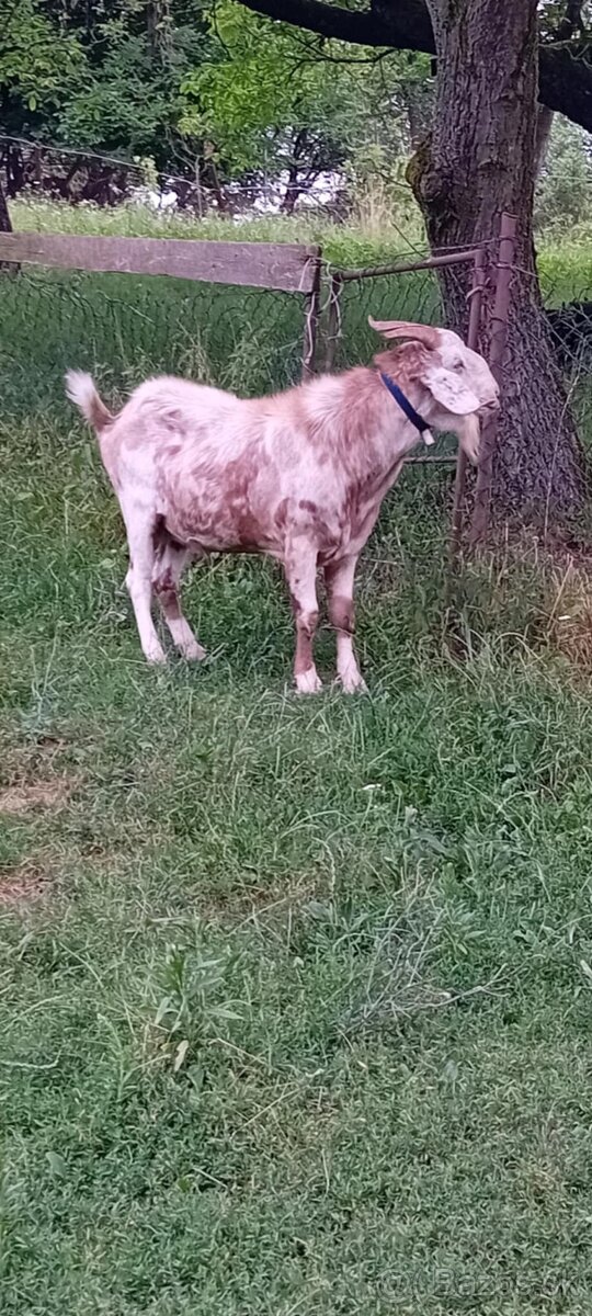 Capko
