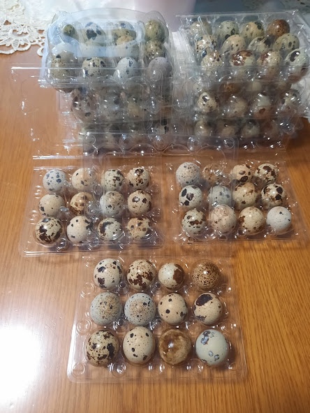 Prepeličie vajíčka 1ks-0,12€