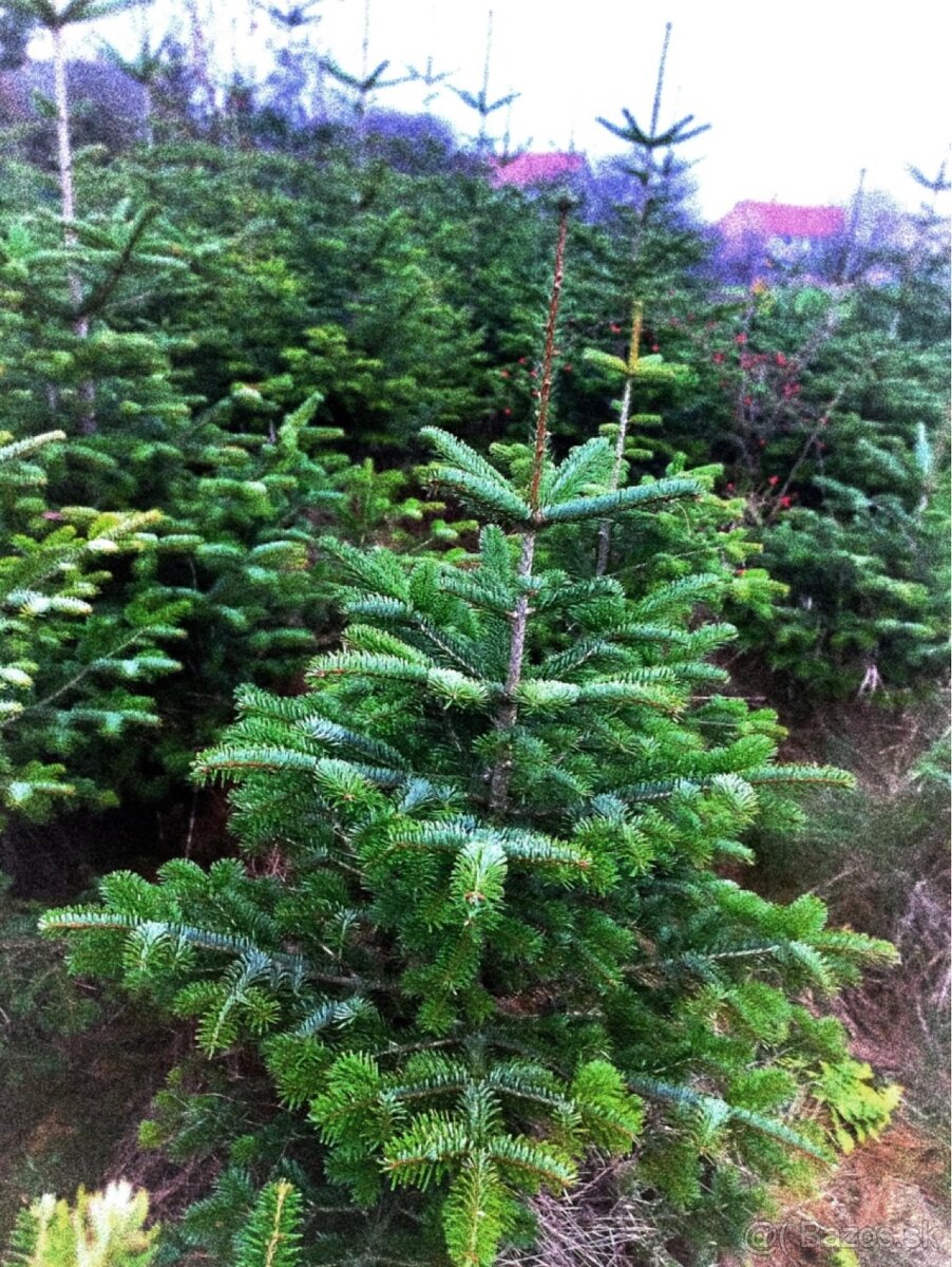 Vianočné stromčeky a aj vetvičky – kaukazské jedle