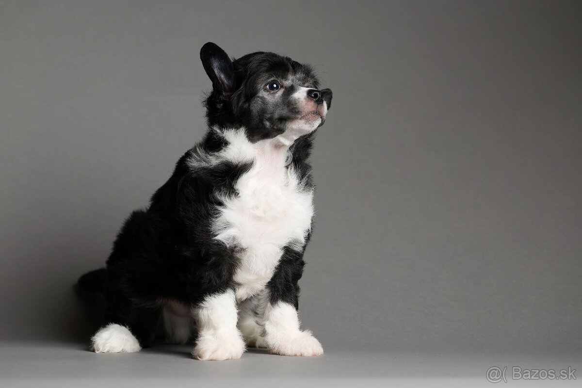 Čínsky chocholatý pes