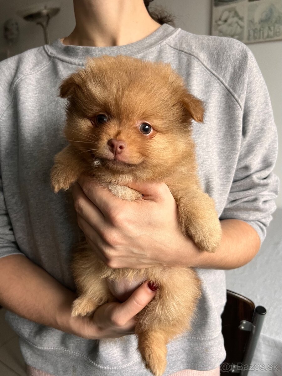 Posledné voľné šteniatka - nemecký špic oranžový