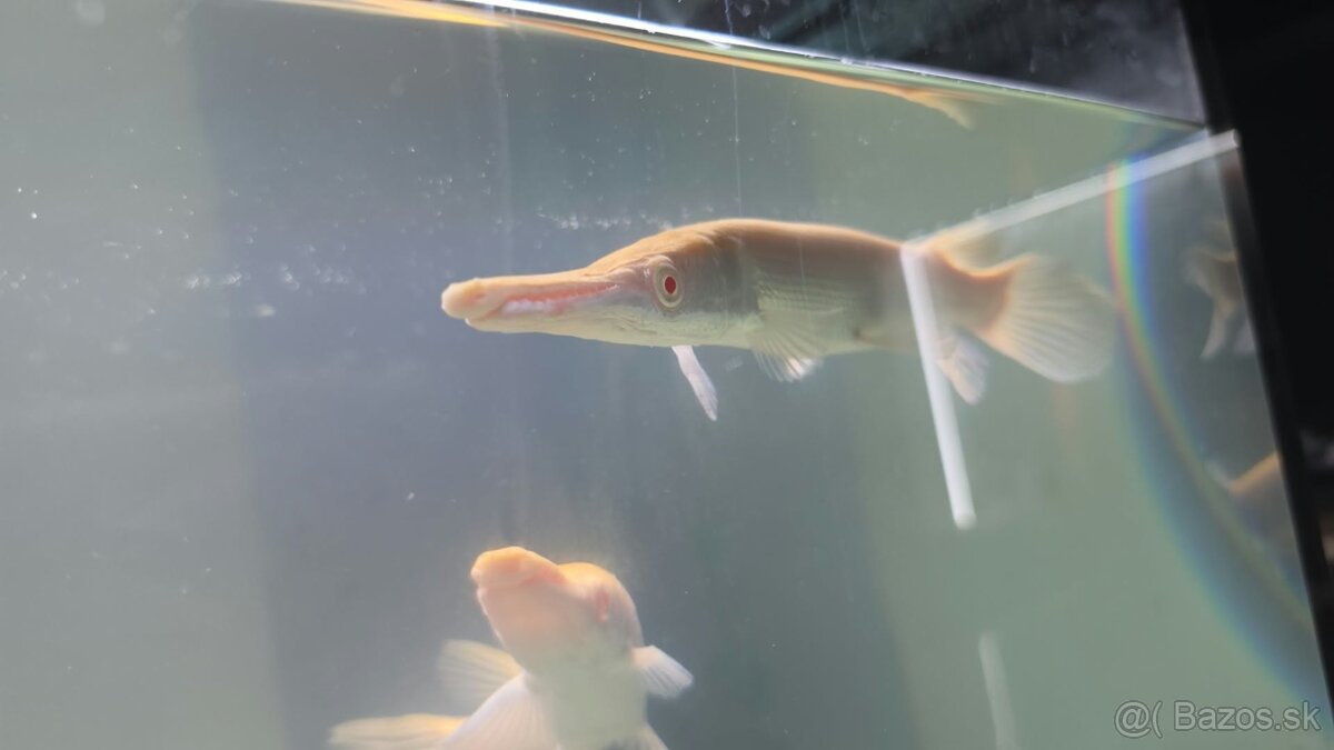 Atractosteus spatula - ALBINO