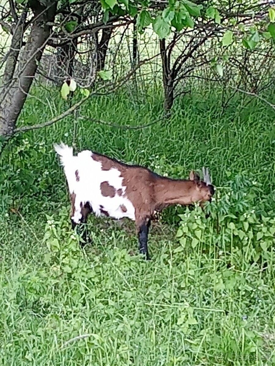 Holandské mini kozy