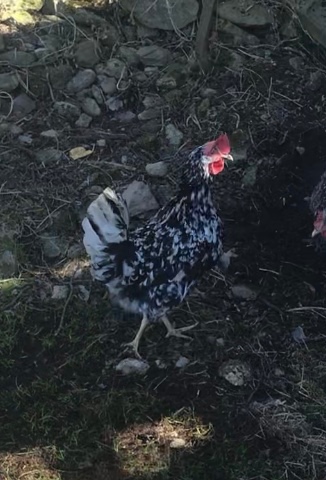 Leghorn