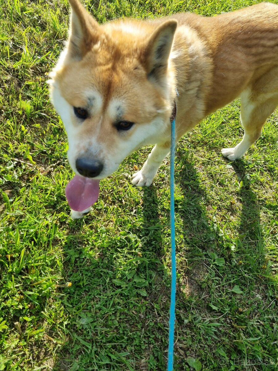 Akita inu