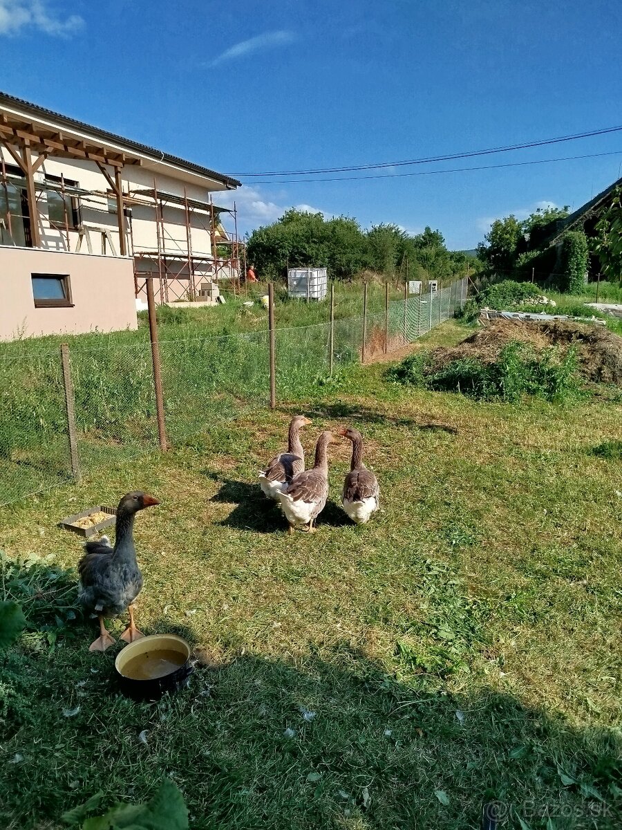 Predám Landeske husy