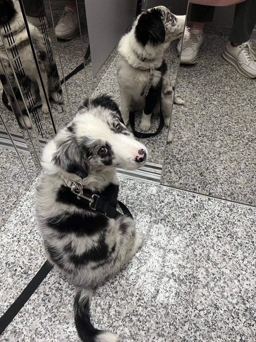 Border kólia - blue merle