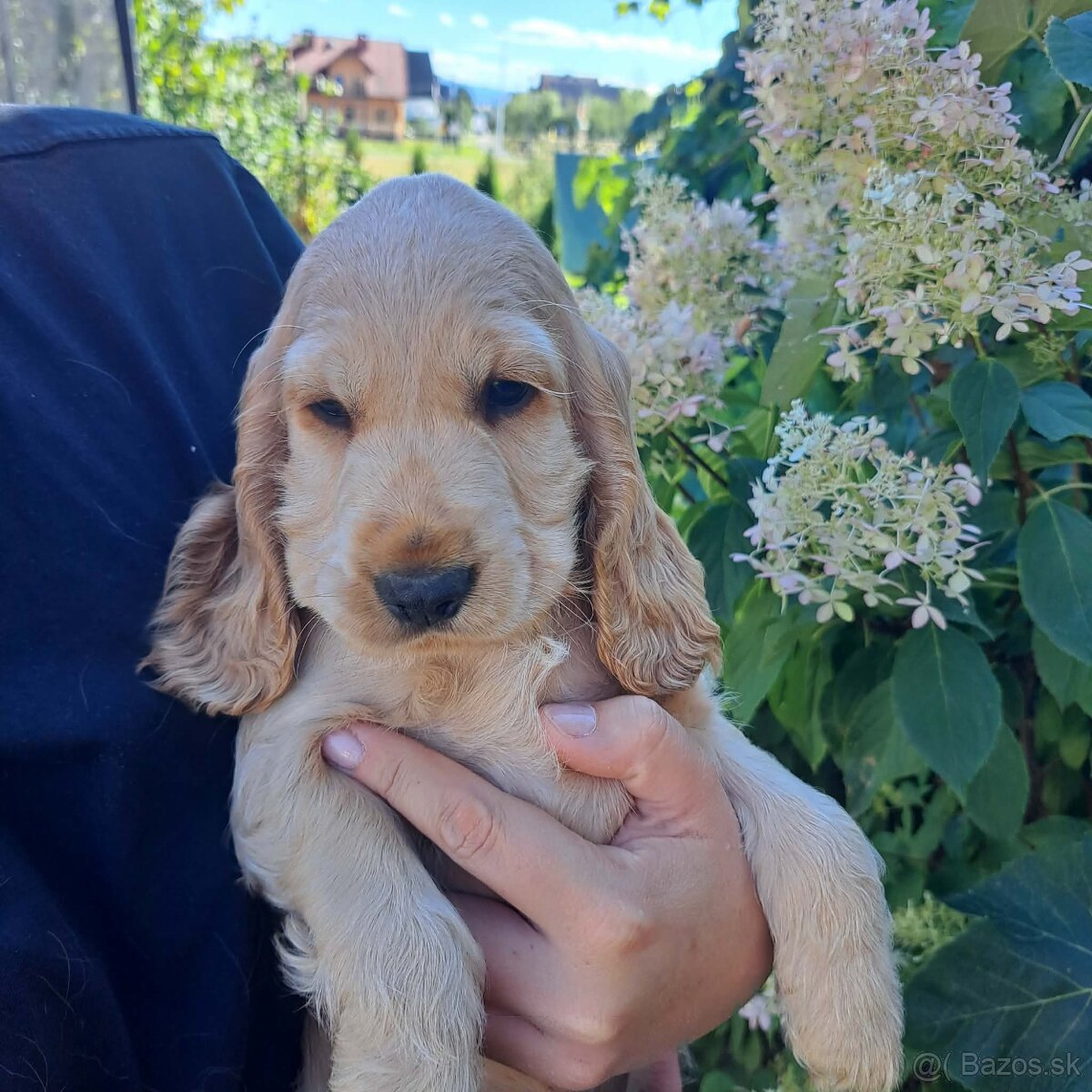 Anglicky kokerspaniel