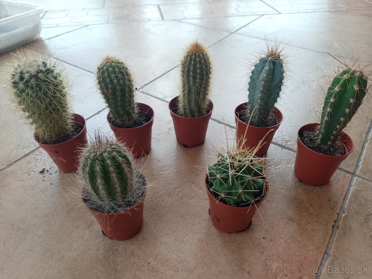 Kaktusy vyberte si podľa čísla 1ks/3,50€posta