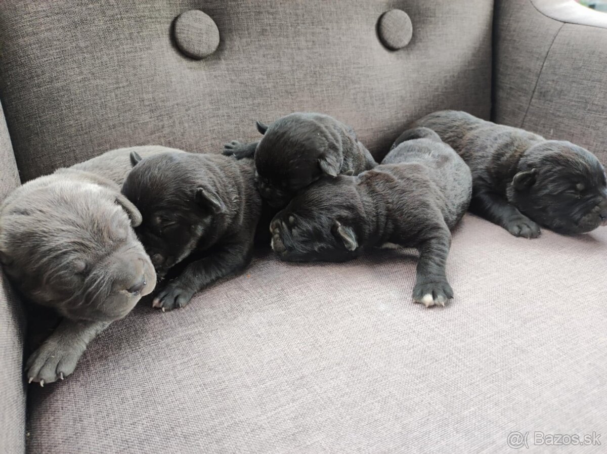 Cane Corso