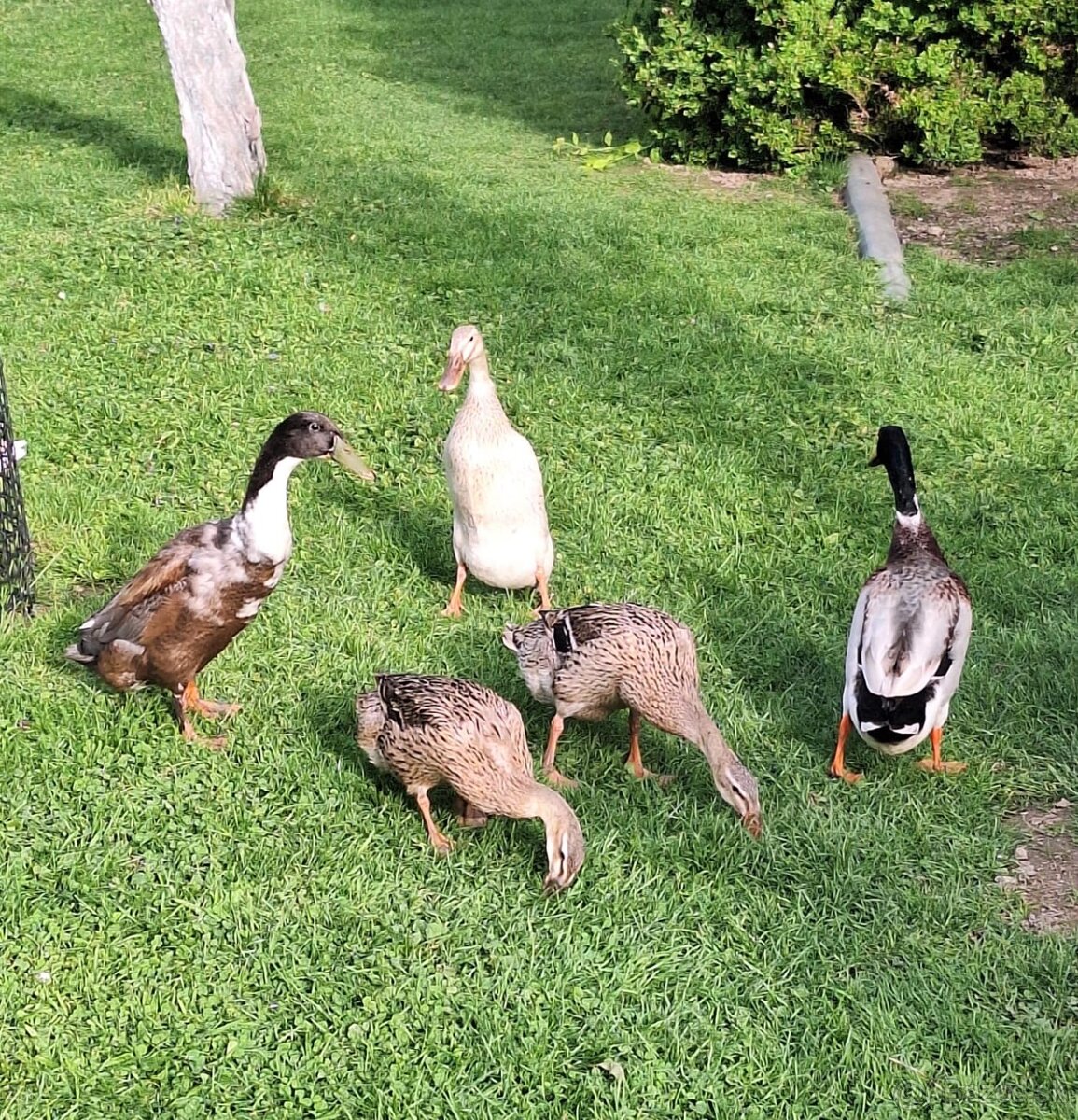 Indický bežec