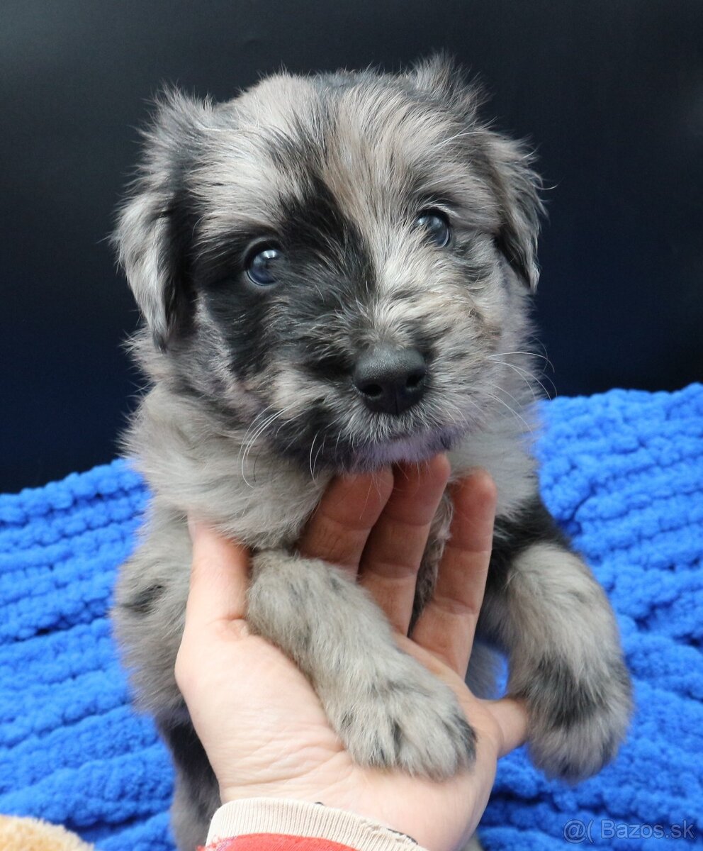 Pyrenejský ovčák - štěňátka s PP