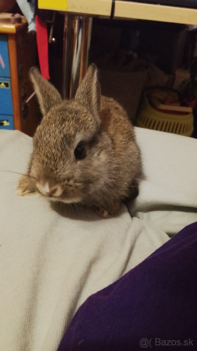 Predám zakrsleho kralička