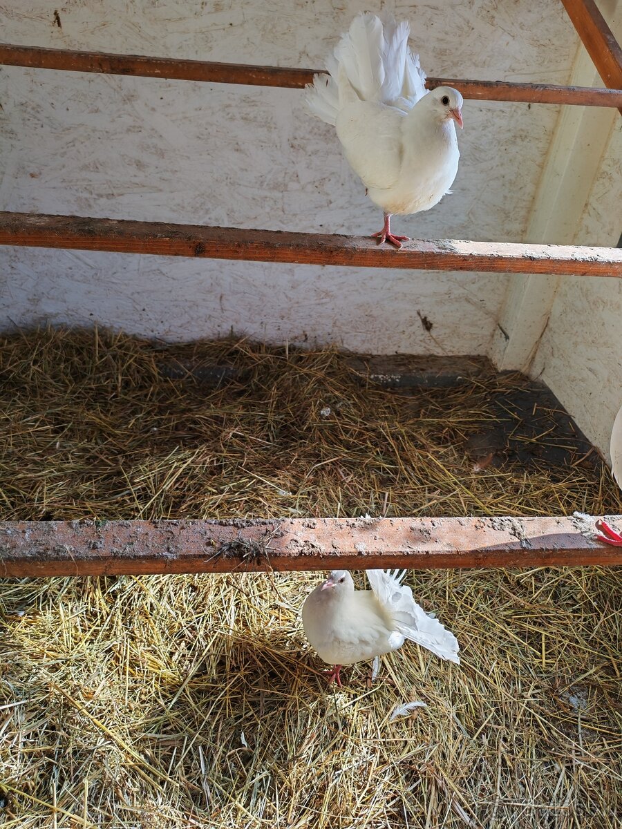 Predám holuby páviky