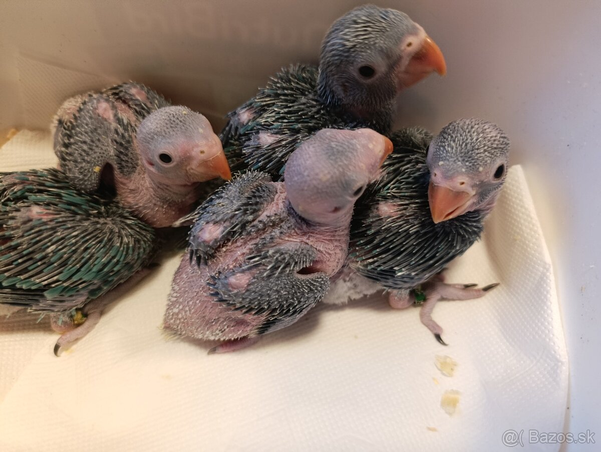 Alexander malý krotky