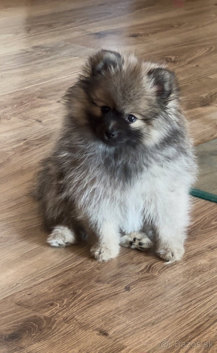 Pomeranian