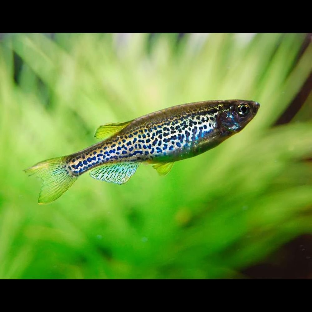 Danio leopardie, predám / vymenim