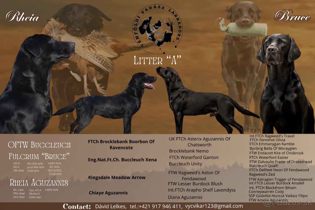 Labrador Retriever Anglická pracovná linia