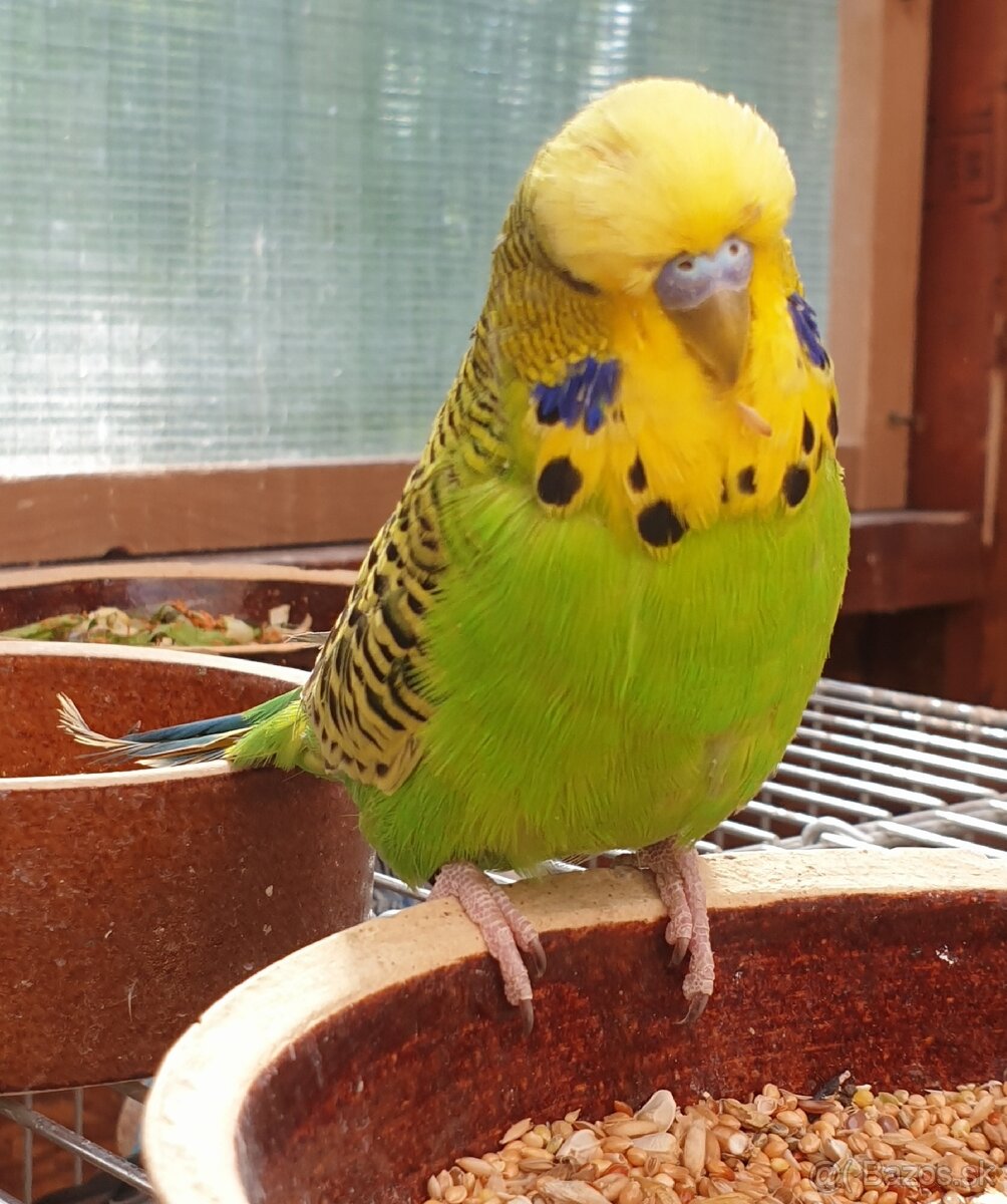 Andulky