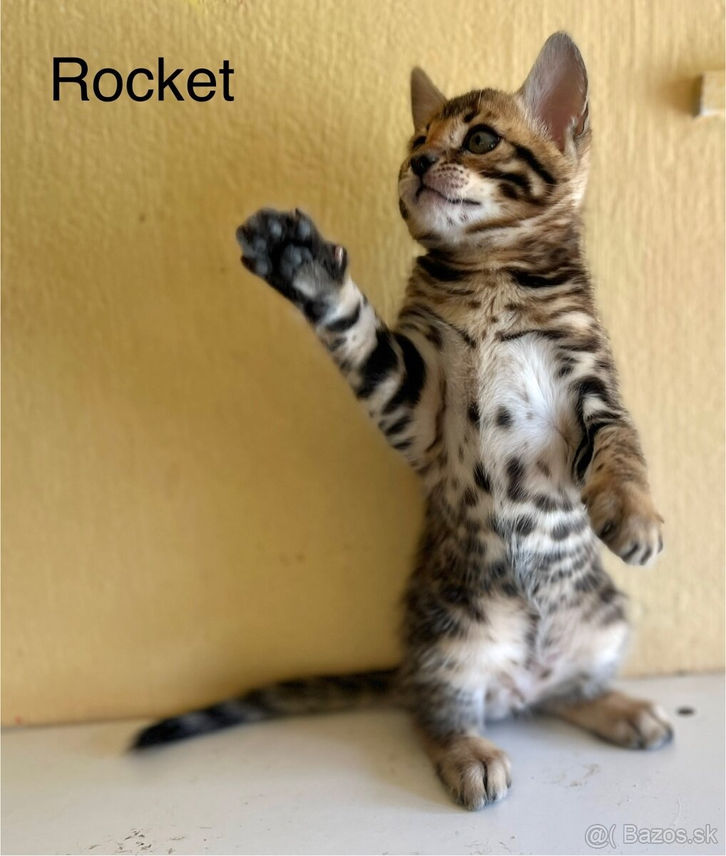 Bengalske mačiatka s PP.,mačka, kocúr, mačiatko