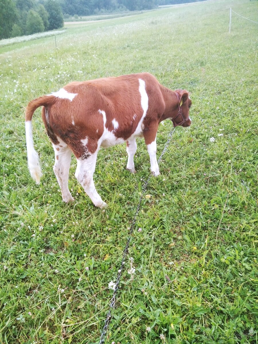 Jalovica,telička