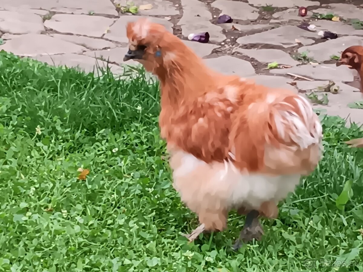 Hodvábnička