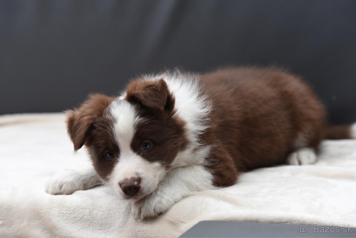 Border colia s PP HNEDO BIELEJ farby