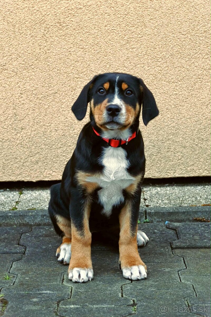 Velký švýcarský salašnický pes štěňata