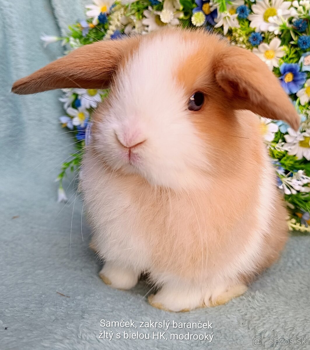 Zakrslý baranček s VP samček žltý s bielou HK