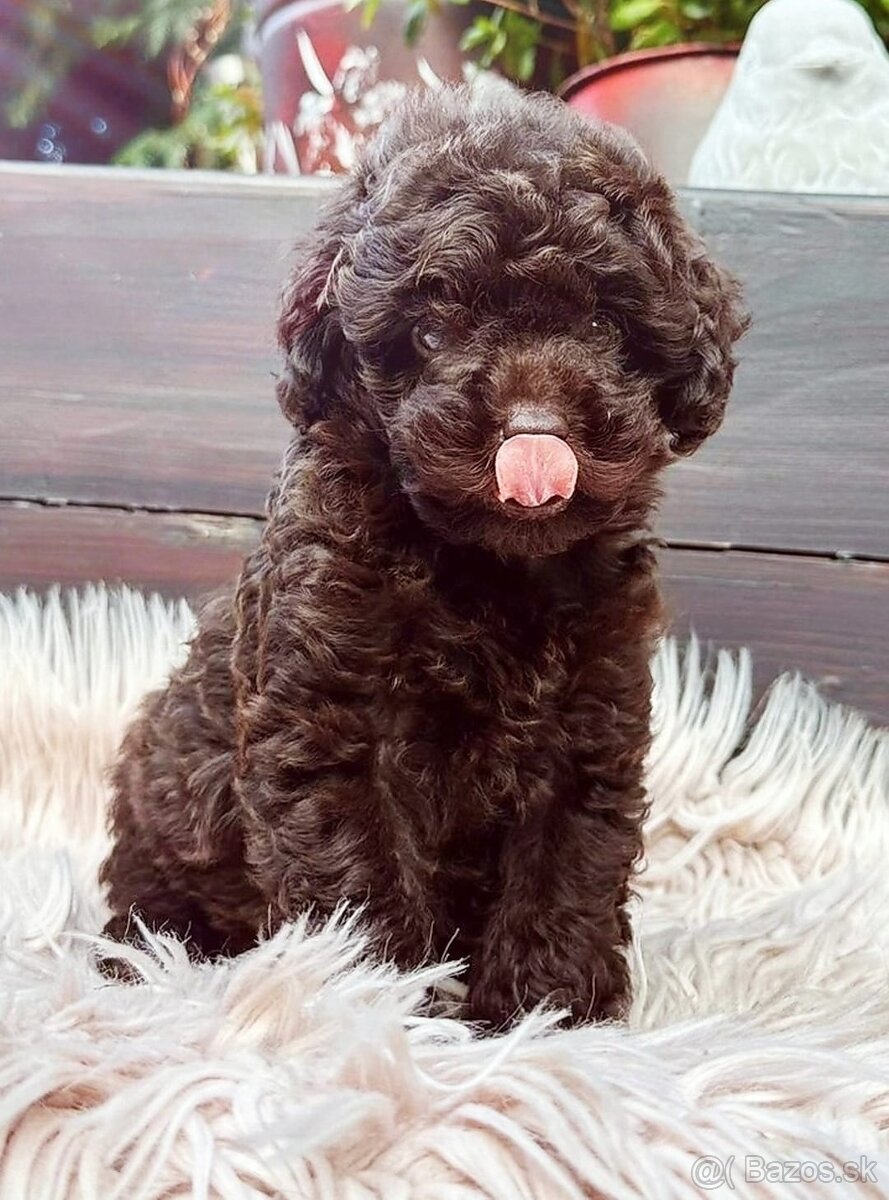 Pudel pudlik chocolate