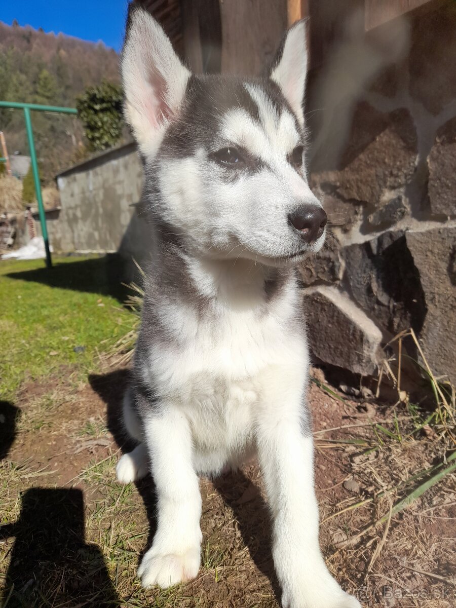 Husky