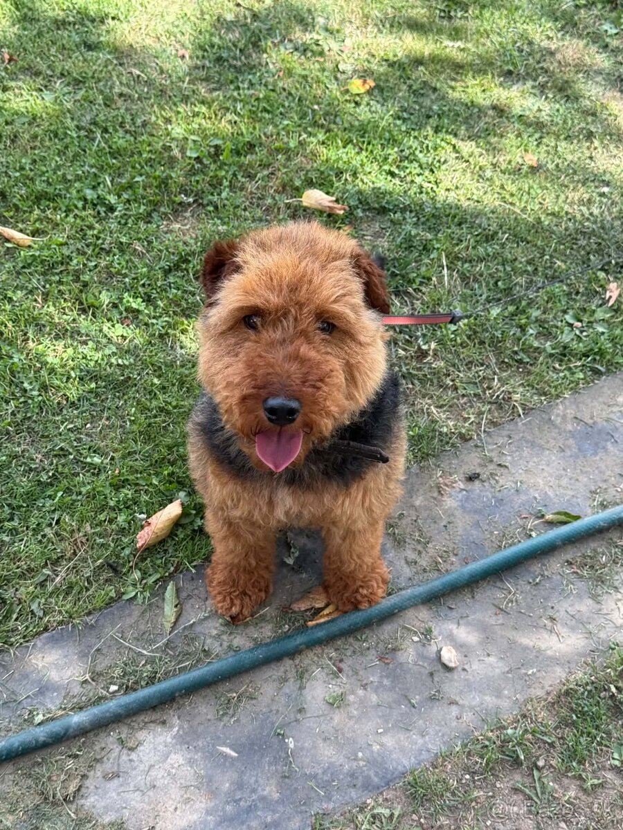 Welsh terrier na predaj