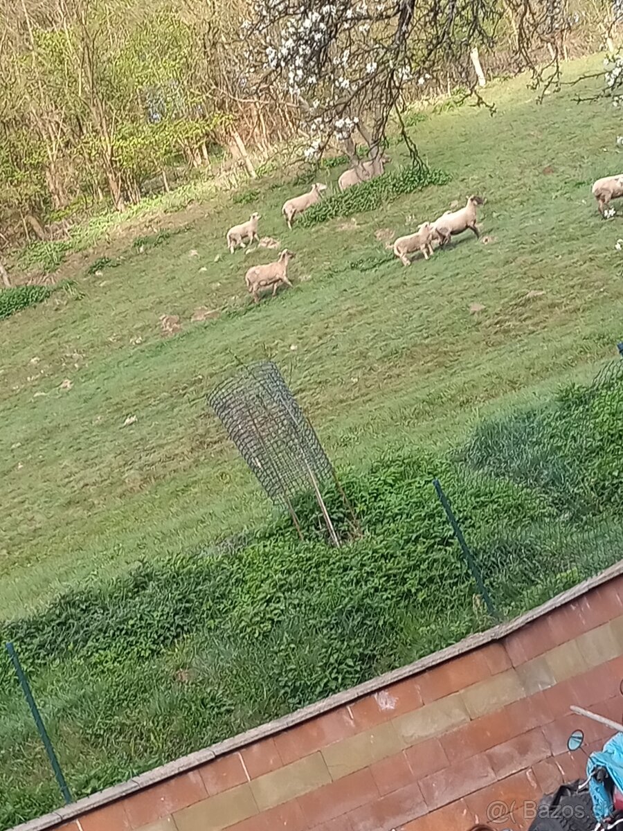 Baran a ovca