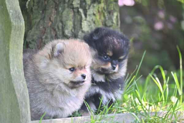 POMERANIAN