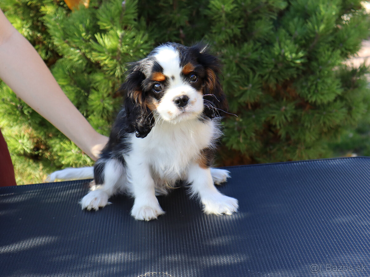 Cavalier King Charles Spaniel s PP