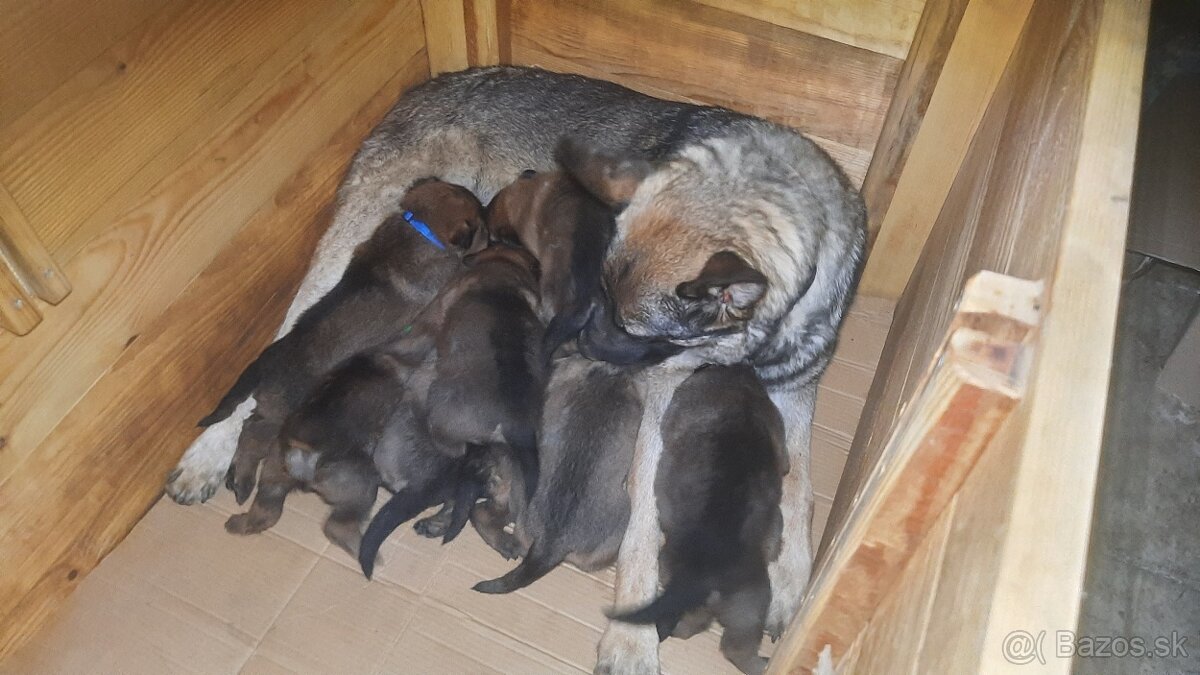 šteniatka kríženec nemecko-belgický ovčiak (cross)