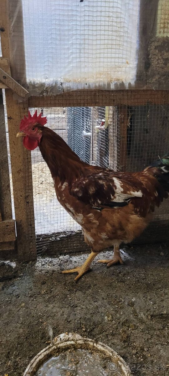 Predám kohúta Kalimero