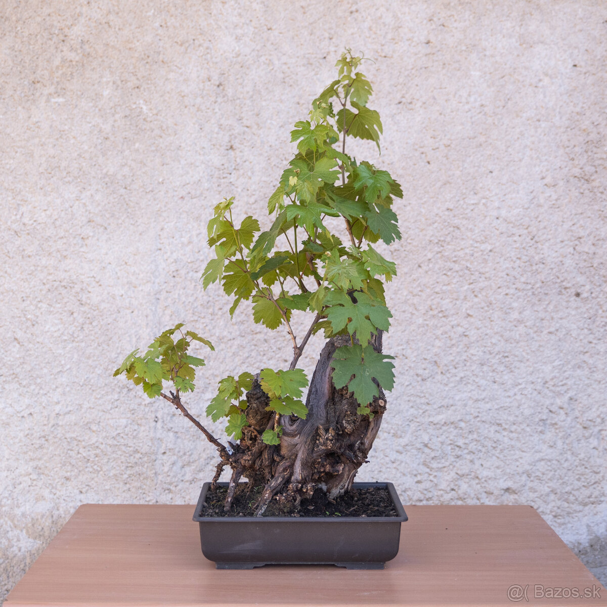 Bonsaj - 49 ročný vinič