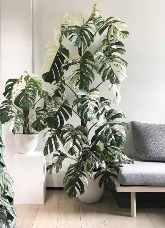 Monstera odrezky