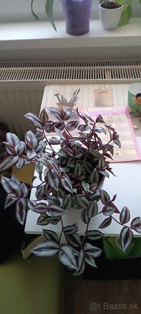 Zebrina previsnutá