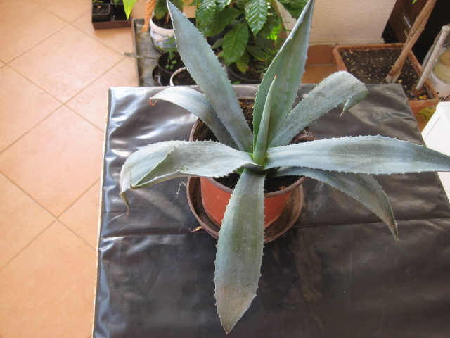 kaktus ageve