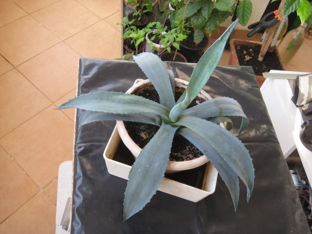 kaktus ageve