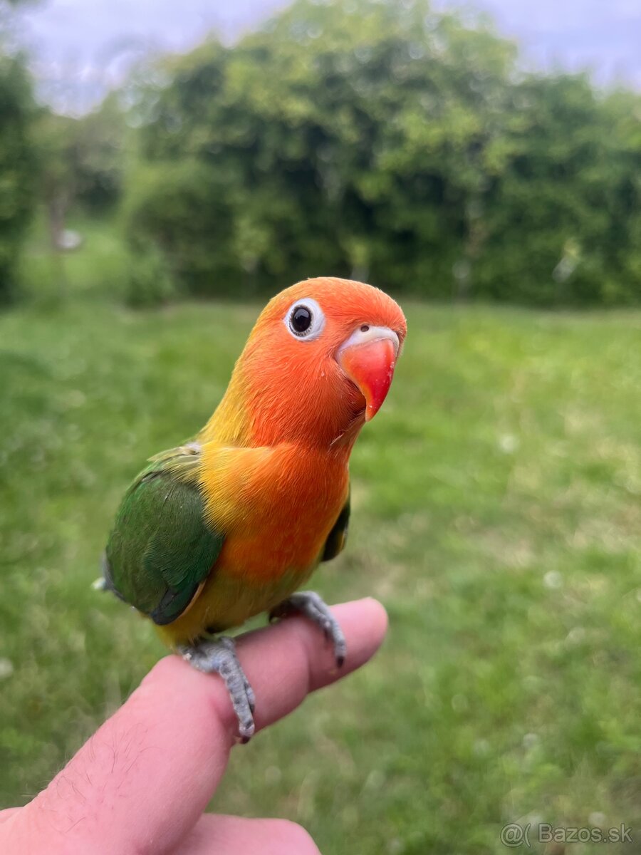 AGAPORNIS FISHER Maznačik-krotký