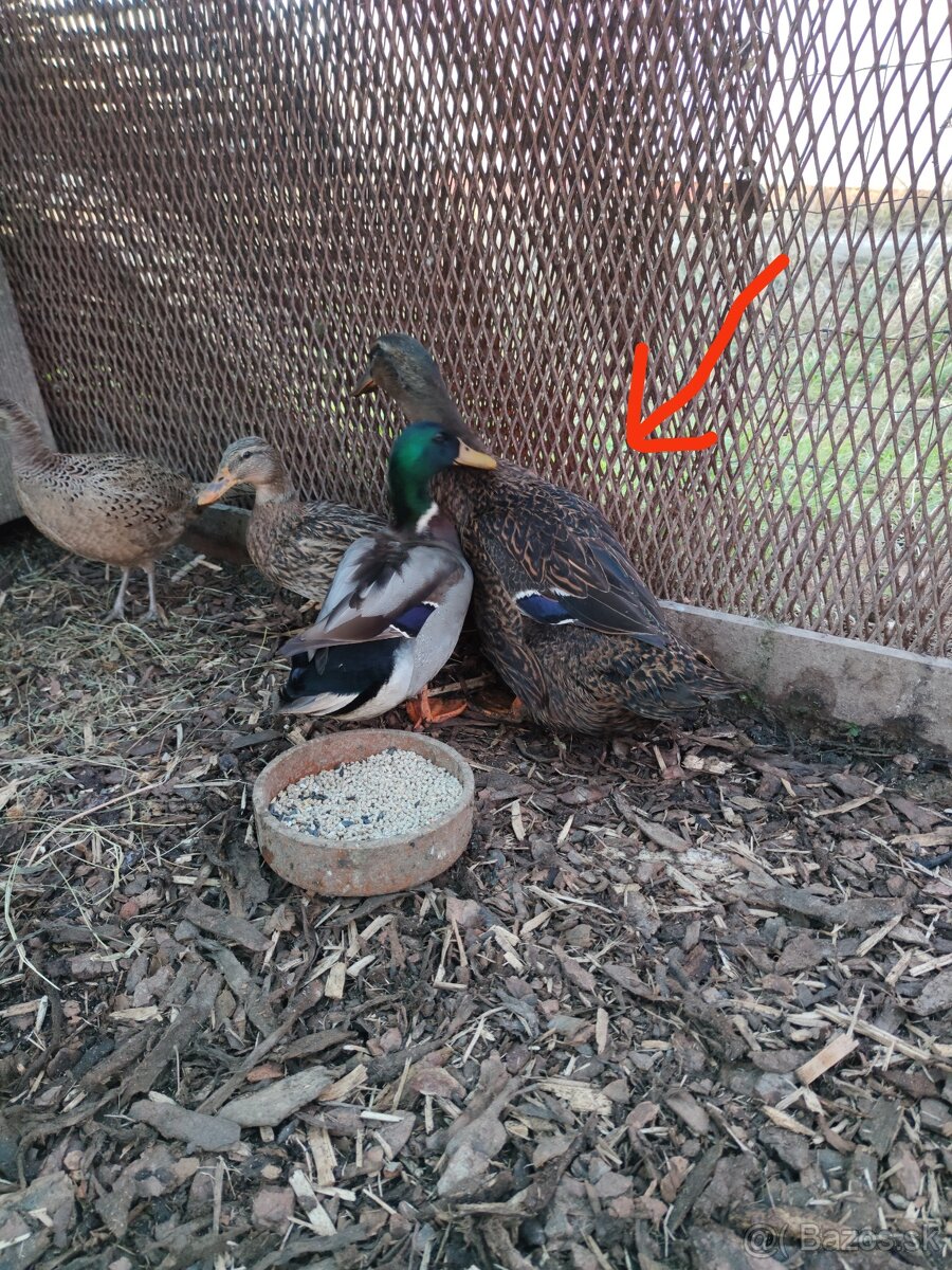 Predám Ruansku kačicu, kačice, kačka