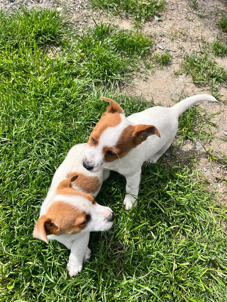 Jack Russel terier