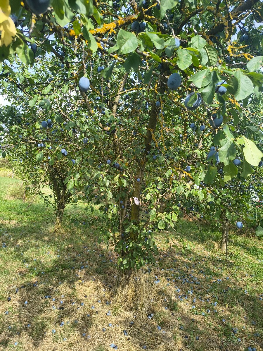 Bio Slivky Čačanská lepotica samozber 0,40 centov/kg