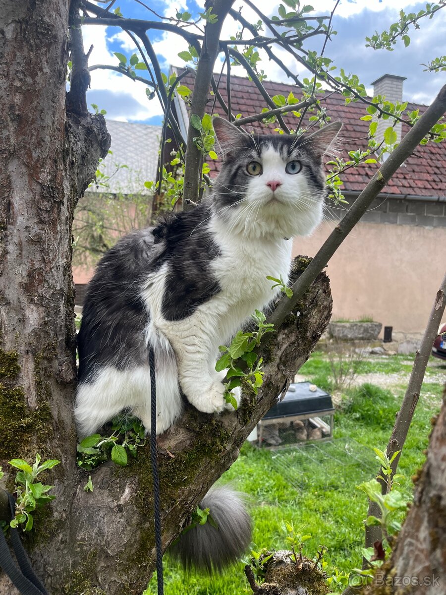 Kocúr Maine coon x nórska lesná mačka