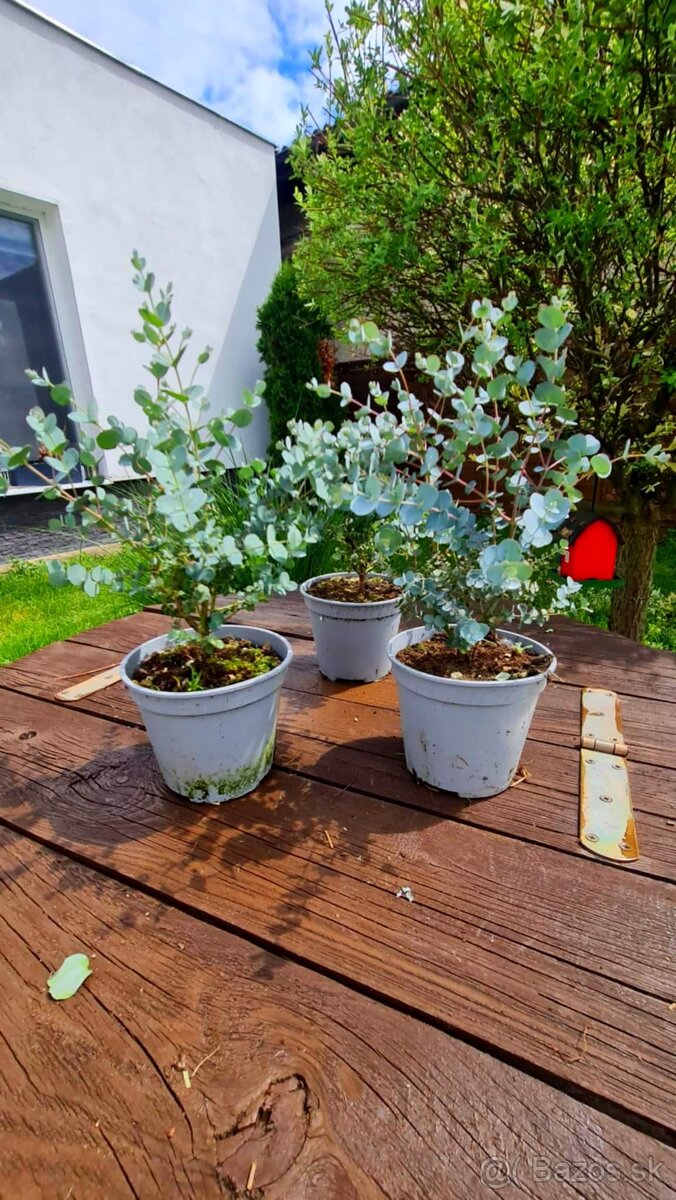 Mrazuvzdorný eukalyptus