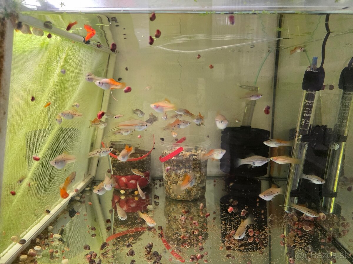 Mečúň mexický (Xiphophorus Hellerii)