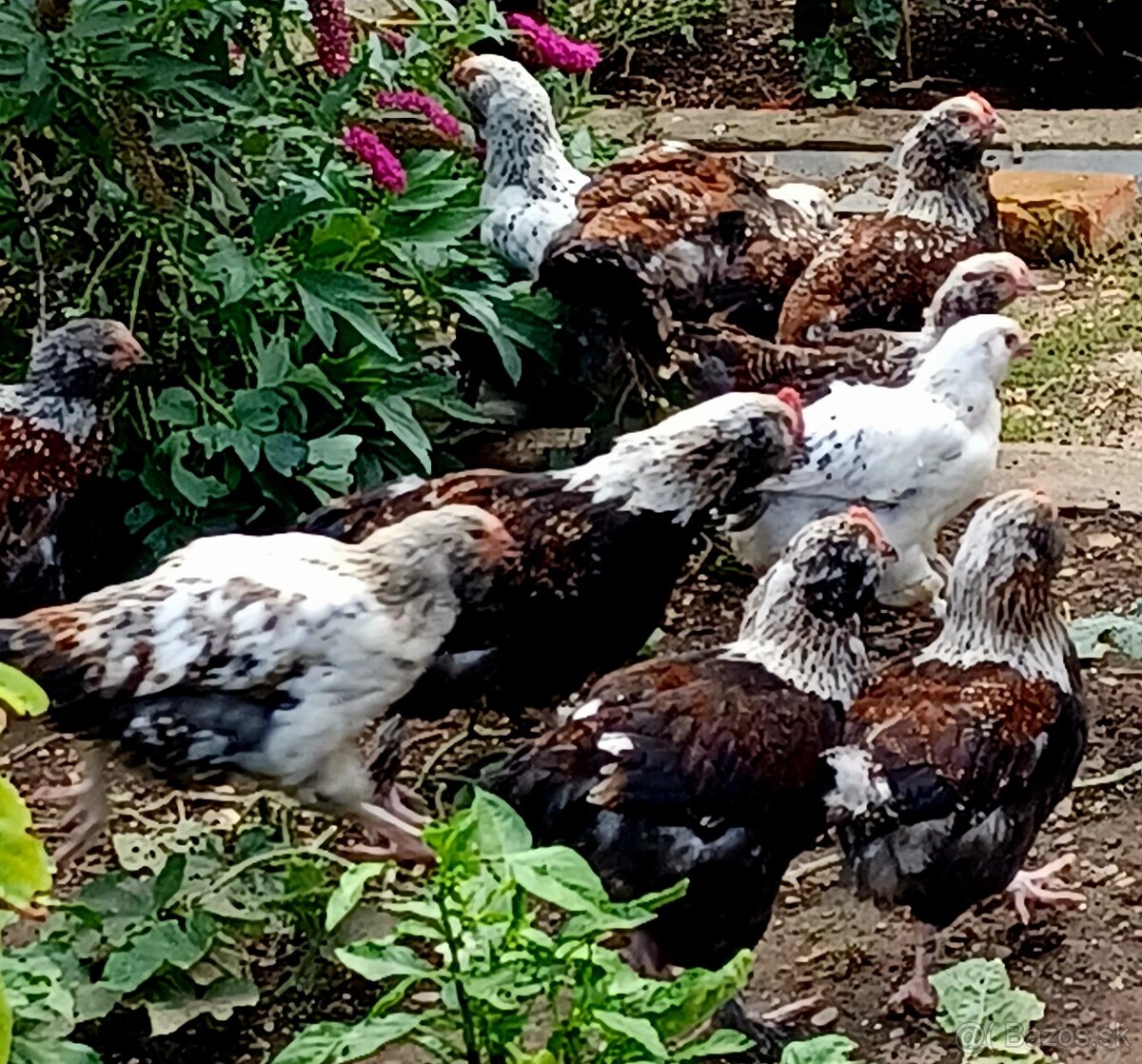 Kohút Faverolka
